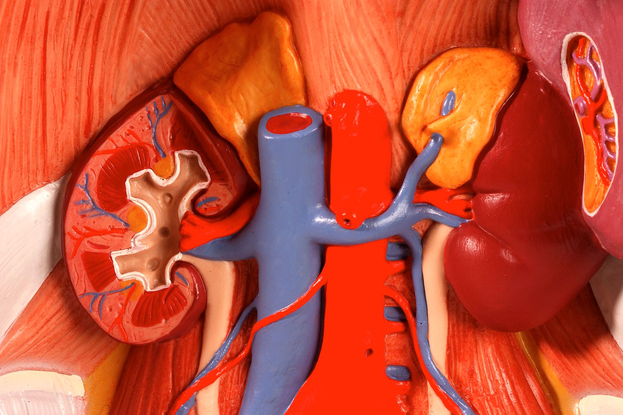 Sell Your Own Organs
